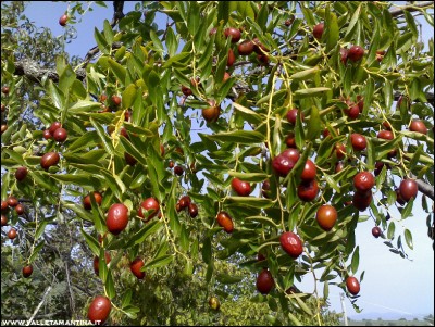 14102016giuggiole.jpg (372.86 KiB) Osservato 606 volte 14102016giuggiole.jpg