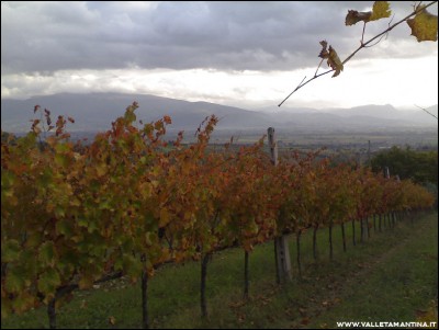 20102016vigna.jpg (162.01 KiB) Osservato 606 volte 20102016vigna.jpg