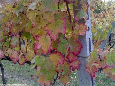 20102016vigna2.jpg (281.74 KiB) Osservato 606 volte 20102016vigna2.jpg