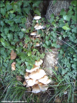 26102016piopparelli.jpg (317.28 KiB) Osservato 606 volte 26102016piopparelli.jpg