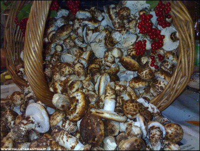 31102016funghi.jpg (371.6 KiB) Osservato 606 volte 31102016funghi.jpg