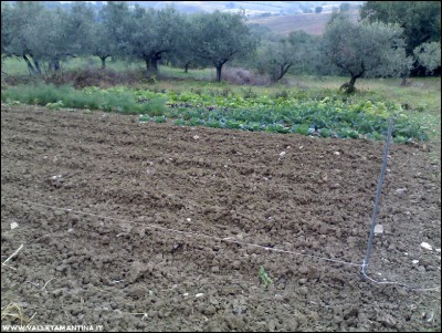 08112016orto-autunno.jpg (320.85 KiB) Osservato 605 volte 08112016orto-autunno.jpg