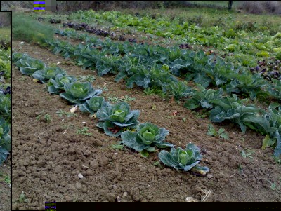 08112016cavoli-radicchi-finocchi.jpg (340.5 KiB) Osservato 605 volte 08112016cavoli-radicchi-finocchi.jpg