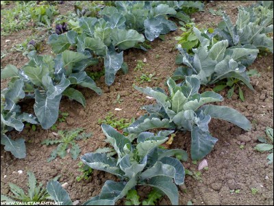 08112016cavoli.jpg (318.85 KiB) Osservato 605 volte 08112016cavoli.jpg