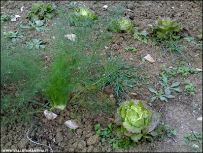 08112016finocchi-canasta.jpg (353.71 KiB) Osservato 602 volte 08112016finocchi-canasta.jpg