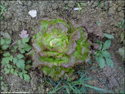 08112016canasta.jpg (330.96 KiB) Osservato 602 volte 08112016canasta.jpg