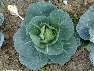 08112016cavolo.jpg (286.52 KiB) Osservato 602 volte 08112016cavolo.jpg