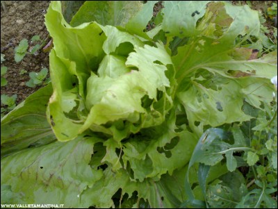 08112016radicchio-lumache.jpg (221.9 KiB) Osservato 602 volte 08112016radicchio-lumache.jpg