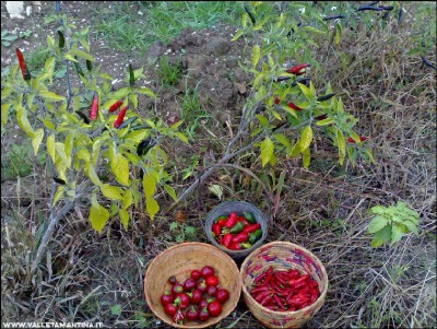 08112016peppers.jpg (393.53 KiB) Osservato 712 volte 08112016peppers.jpg
