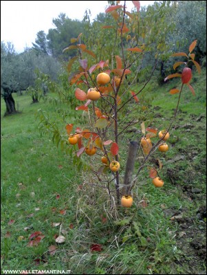 08112016kaki2.jpg (304.46 KiB) Osservato 712 volte 08112016kaki2.jpg