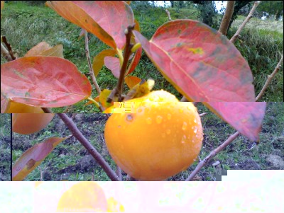 08112016kaki.jpg (290.45 KiB) Osservato 712 volte 08112016kaki.jpg