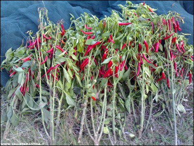 10112016cayenna.jpg (356.02 KiB) Osservato 710 volte 10112016cayenna.jpg