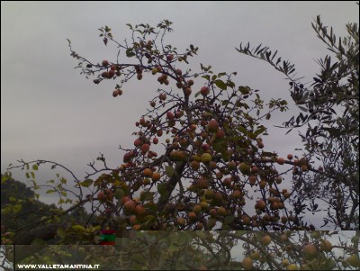 17112016mele-muso-bove.jpg (226.12 KiB) Osservato 708 volte 17112016mele-muso-bove.jpg