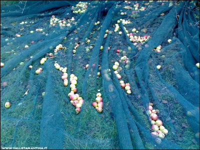 17112016mele-muso-bove2.jpg (346.38 KiB) Osservato 708 volte 17112016mele-muso-bove2.jpg