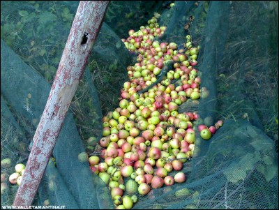 17112016mele-muso-bove3.jpg (306.33 KiB) Osservato 708 volte 17112016mele-muso-bove3.jpg