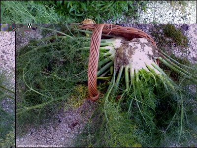 28112016finocchi.jpg (362.53 KiB) Osservato 1007 volte 28112016finocchi.jpg