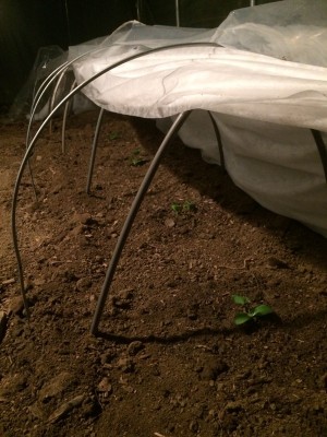 06.02.17 011.JPG (171.28 KiB) Osservato 934 volte 06.02.17 011.JPG