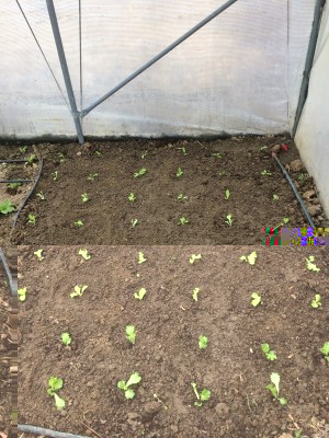 06.02.17 002.JPG (303.45 KiB) Osservato 933 volte 06.02.17 002.JPG