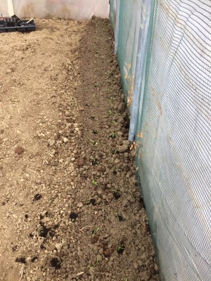 06.02.17 004.JPG (331.79 KiB) Osservato 933 volte 06.02.17 004.JPG