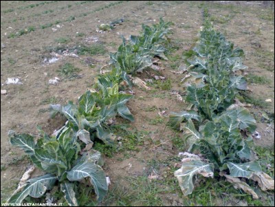 01022017cavolfiori-tardivi.jpg (279.89 KiB) Osservato 3781 volte 01022017cavolfiori-tardivi.jpg