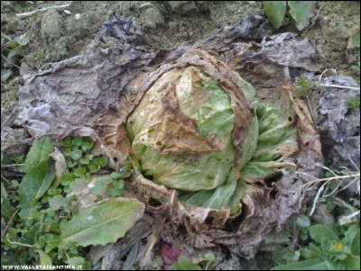 01022017radicchio.jpg (251.83 KiB) Osservato 3781 volte 01022017radicchio.jpg