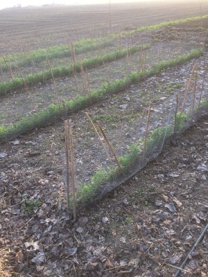 20.02.17 084.JPG (308.78 KiB) Osservato 894 volte 20.02.17 084.JPG