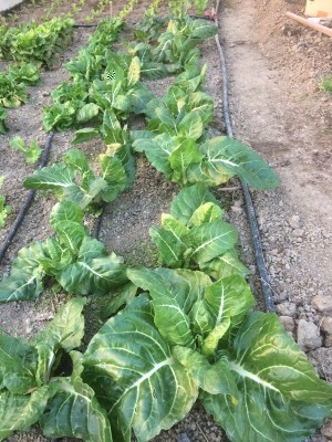 22.02.17 009.JPG (312.83 KiB) Osservato 825 volte 22.02.17 009.JPG