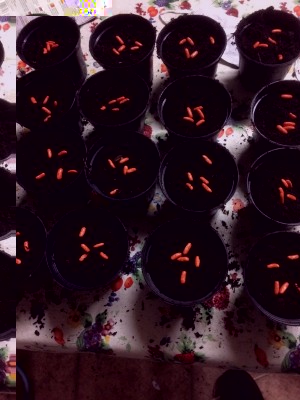 22.02.17 016.JPG (151.42 KiB) Osservato 825 volte 22.02.17 016.JPG