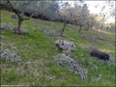 15022017olivi-potatura.jpg (291.46 KiB) Osservato 801 volte 15022017olivi-potatura.jpg