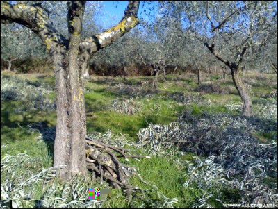 16022017potatura-olivi.jpg (325.64 KiB) Osservato 801 volte 16022017potatura-olivi.jpg