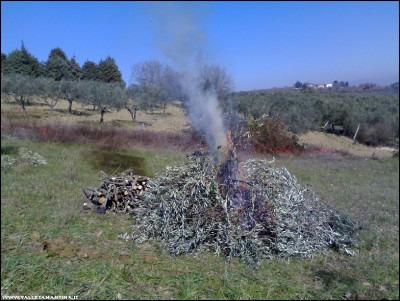 16022017olivi-potatura.jpg (280.04 KiB) Osservato 801 volte 16022017olivi-potatura.jpg