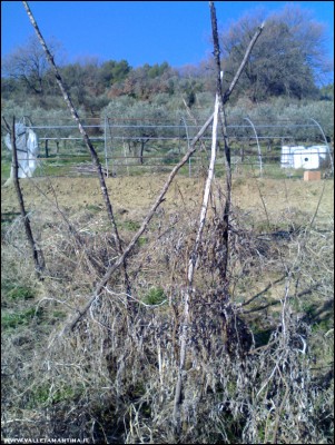 16022017pulizia-pomodori2.jpg (321.74 KiB) Osservato 798 volte 16022017pulizia-pomodori2.jpg