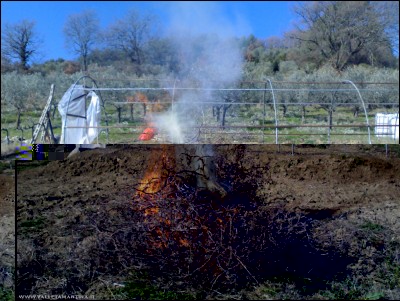 16022017pulizia-pomodori.jpg (293.42 KiB) Osservato 798 volte 16022017pulizia-pomodori.jpg