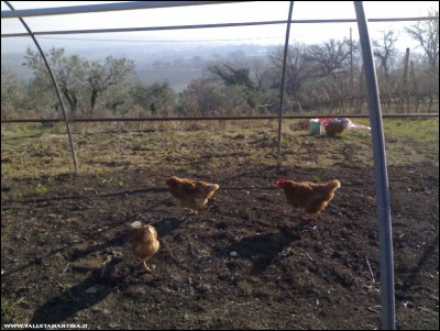 16022017galline-serra.jpg (227.35 KiB) Osservato 798 volte 16022017galline-serra.jpg