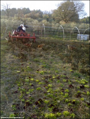 16022017radicchi-misticanza.jpg (244.91 KiB) Osservato 795 volte 16022017radicchi-misticanza.jpg