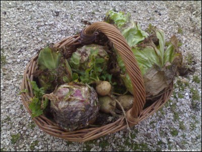 16022017radicchi-fine-stagione.jpg (263.96 KiB) Osservato 795 volte 16022017radicchi-fine-stagione.jpg