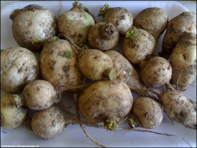 20022017rape.jpg (205.31 KiB) Osservato 795 volte 20022017rape.jpg