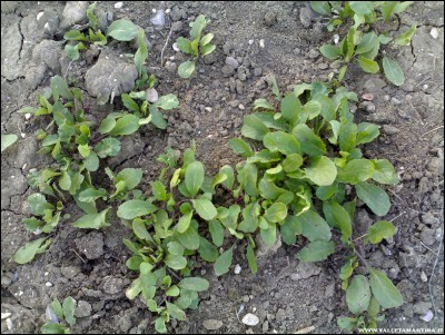 15022017rucola.jpg (331.9 KiB) Osservato 799 volte 15022017rucola.jpg