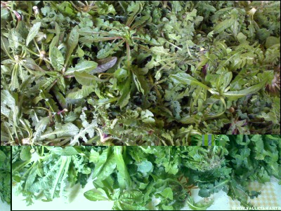 21022017raccolta-cicoria.jpg (357.83 KiB) Osservato 799 volte 21022017raccolta-cicoria.jpg