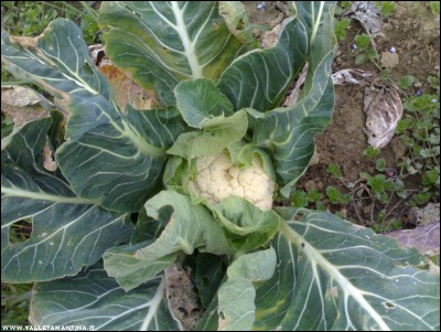 22022017cavolfiore-marzo.jpg (225.95 KiB) Osservato 799 volte 22022017cavolfiore-marzo.jpg