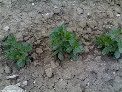 22022017fave.jpg (242.8 KiB) Osservato 799 volte 22022017fave.jpg