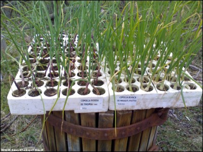 22022017cipolle.jpg (269.05 KiB) Osservato 794 volte 22022017cipolle.jpg