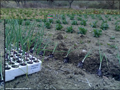 22022017trapianto-cipolle.jpg (324.89 KiB) Osservato 794 volte 22022017trapianto-cipolle.jpg