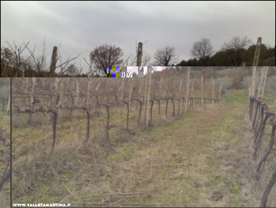 22022017potatura-vigna.jpg (173.29 KiB) Osservato 794 volte 22022017potatura-vigna.jpg