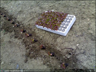 23022017insalata.jpg (330.38 KiB) Osservato 794 volte 23022017insalata.jpg