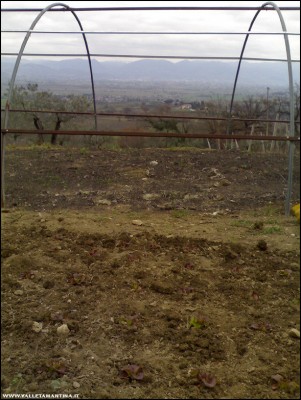 23022017trapianto-insalata.jpg (231.97 KiB) Osservato 794 volte 23022017trapianto-insalata.jpg