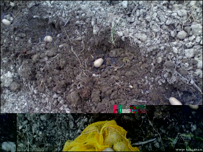 23022017semina-patate.jpg (325.48 KiB) Osservato 794 volte 23022017semina-patate.jpg