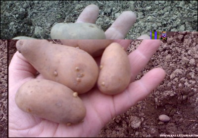 23022017patate.jpg (156.93 KiB) Osservato 794 volte 23022017patate.jpg