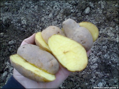 23022017taglio-patate.jpg (250.25 KiB) Osservato 794 volte 23022017taglio-patate.jpg