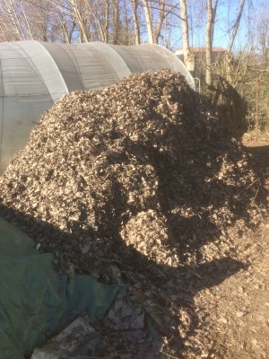 13.01.17 267.JPG (286.44 KiB) Osservato 822 volte 13.01.17 267.JPG